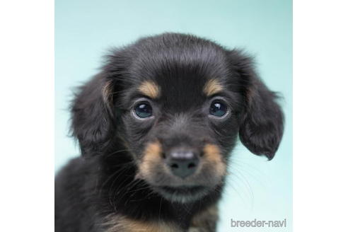 成約済の東京都のチワックス:チワワ×ミニチュアダックスフンド-190537の2枚目